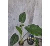 Алоказія пахуча (Alocasia odora )
